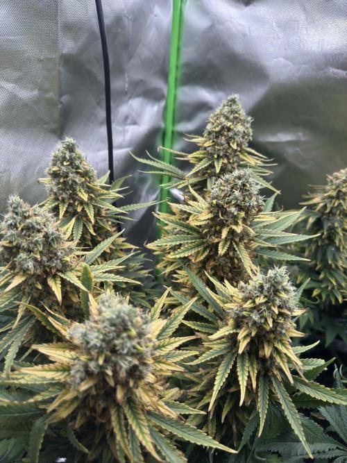First Indoor. Week 12 - velký Critical Orange Punch