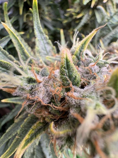 First Indoor. Week 12 - malý Critical Orange Punch