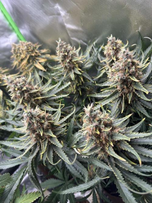 First Indoor. Week 12 - malý Critical Orange Punch
