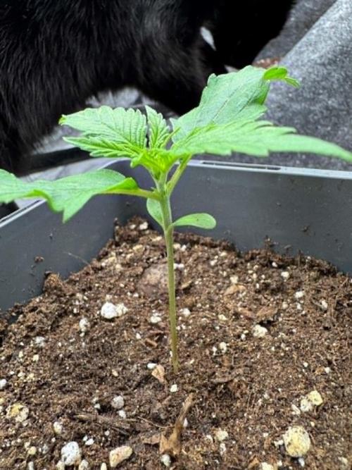 Kryptonite. Week 1