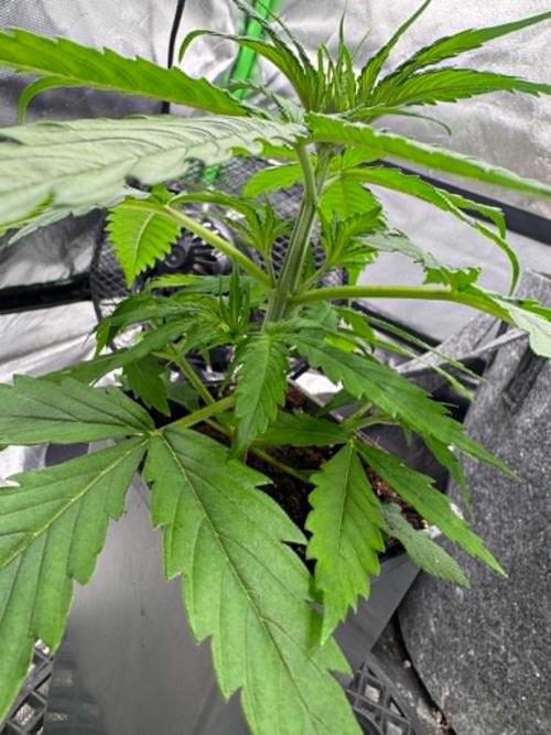 Kryptonite Summer Organic Grow. Week 2