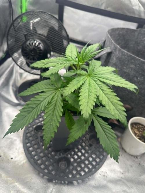 Kryptonite Summer Organic Grow. Week 2