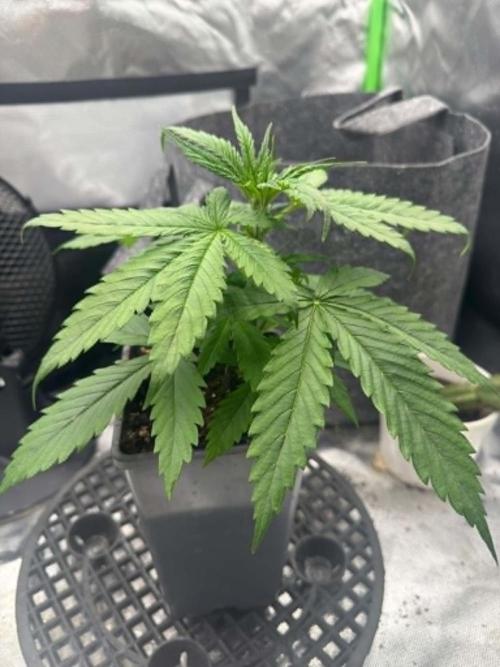 Kryptonite. Week 2