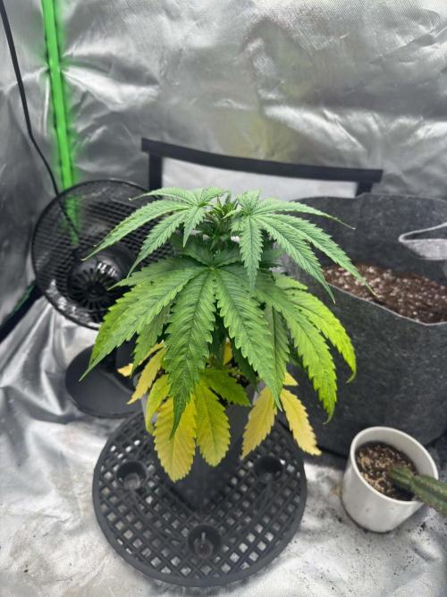 Kryptonite Summer Organic Grow. Week 3