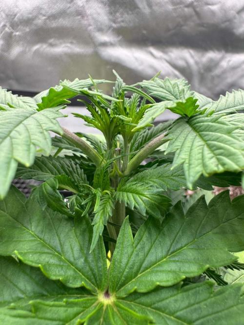 Kryptonite Summer Organic Grow. Week 3