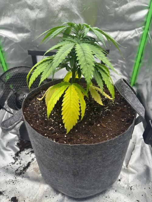 Kryptonite. Week 3