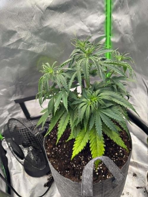 Kryptonite Summer Organic Grow. Week 4