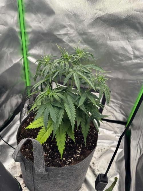 Kryptonite Summer Organic Grow. Week 4