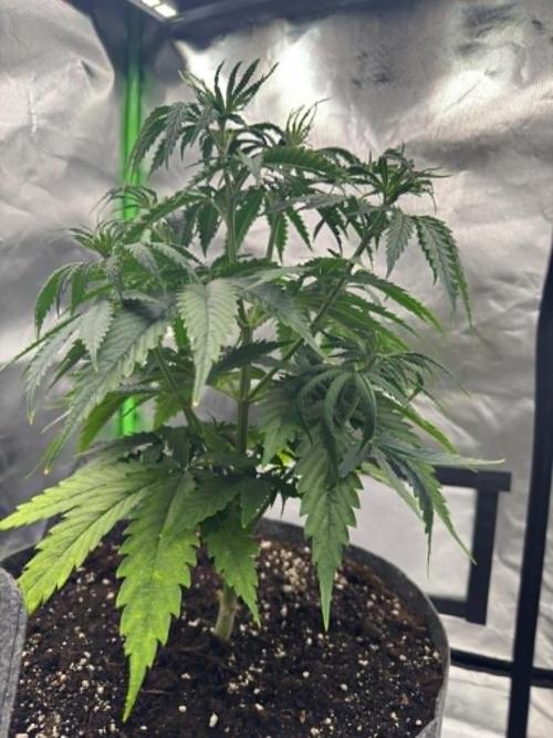 Kryptonite. Week 4