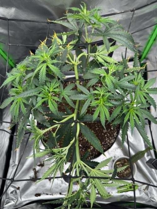 Kryptonite. Week 5