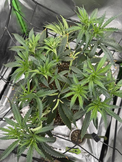 Kryptonite Summer Organic Grow. Week 5