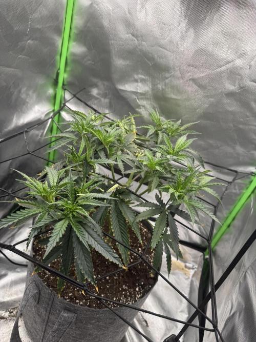 Kryptonite Summer Organic Grow. Week 5