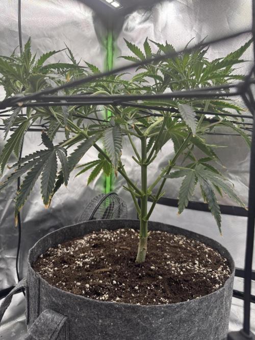 Kryptonite Summer Organic Grow. Week 5