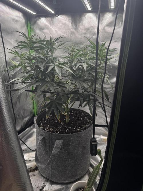 Kryptonite Summer Organic Grow. Week 6
