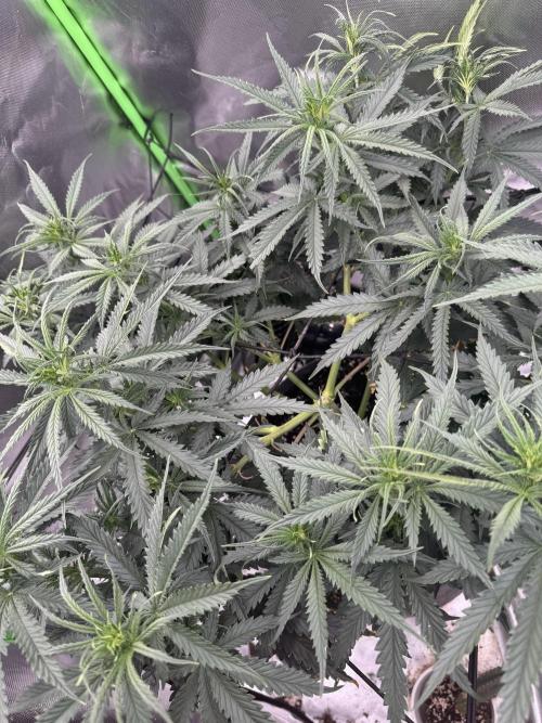 Kryptonite Summer Organic Grow. Week 6