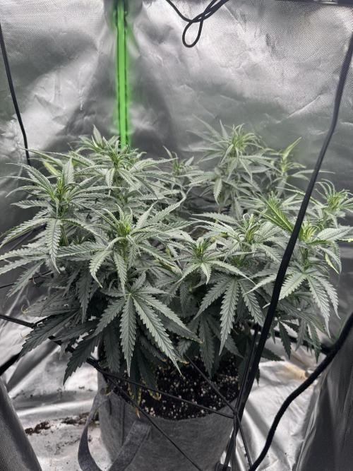 Kryptonite Summer Organic Grow. Week 6