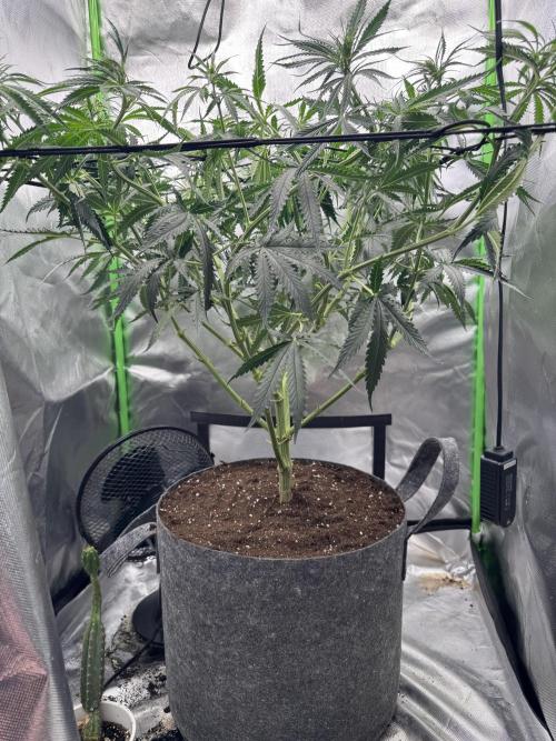 Kryptonite Summer Organic Grow. Week 7