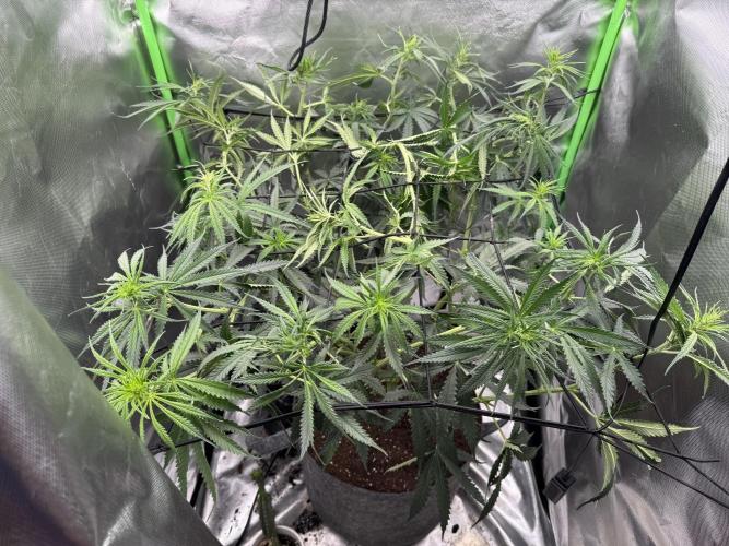 Kryptonite Summer Organic Grow. Week 7