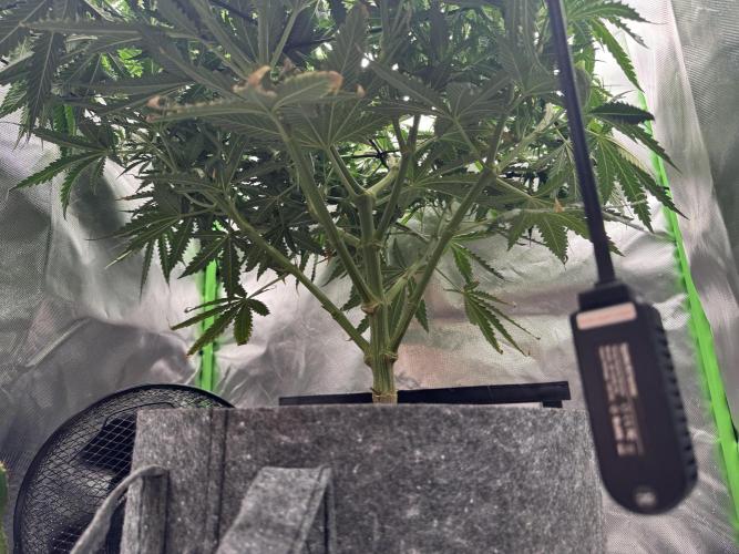Kryptonite Summer Organic Grow. Week 7
