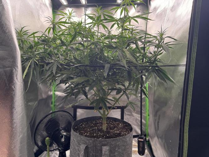 Kryptonite Summer Organic Grow. Week 7