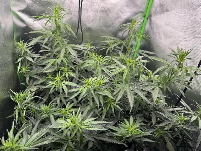 Kryptonite Summer Organic Grow. Week 7