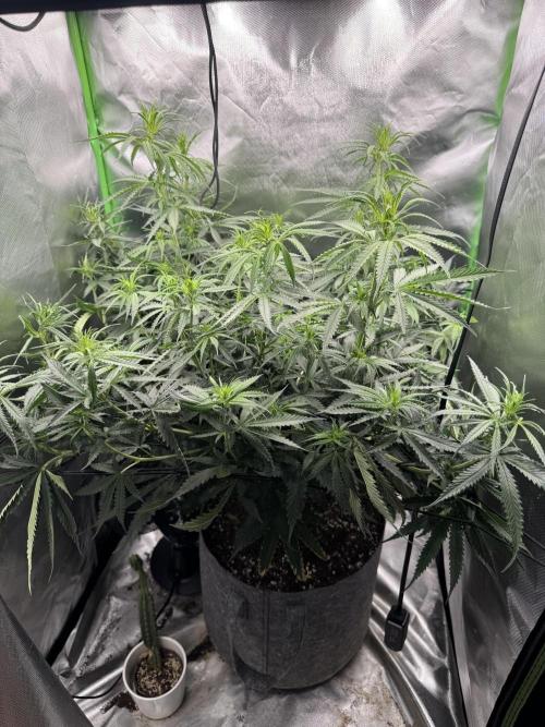 Kryptonite. Week 7