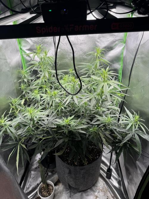 Kryptonite. Week 7