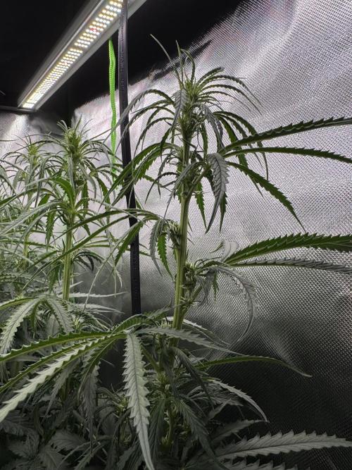 Kryptonite Summer Organic Grow. Week 8