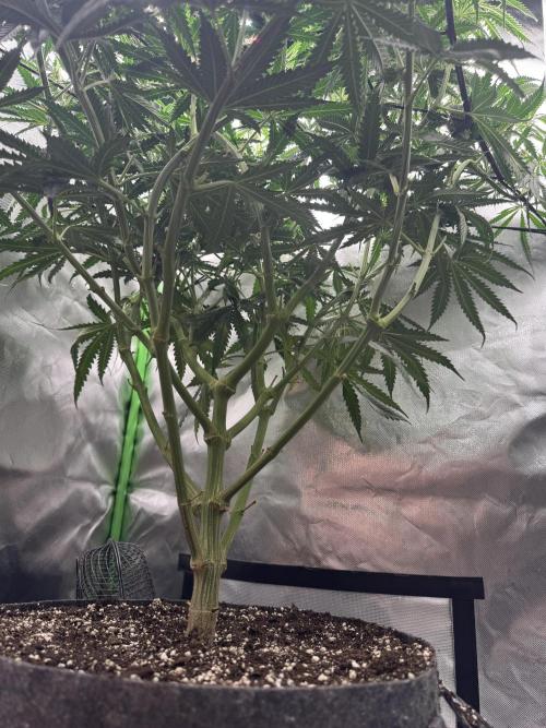 Kryptonite Summer Organic Grow. Week 8