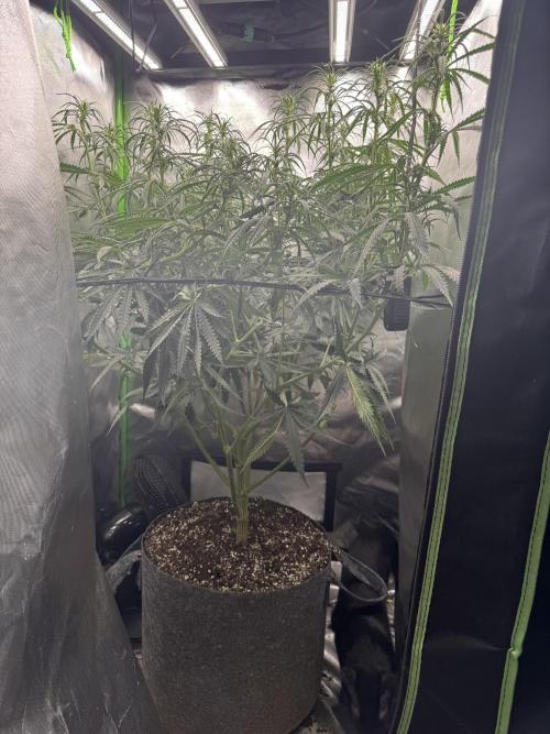 Kryptonite Summer Organic Grow. Week 8