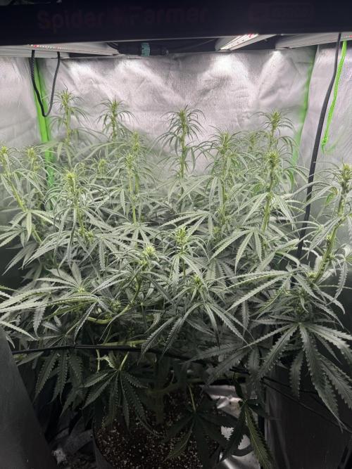 Kryptonite. Week 8