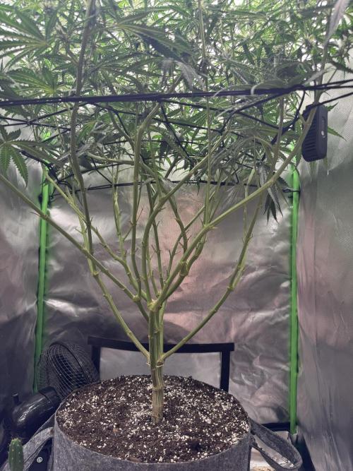 Kryptonite Summer Organic Grow. Week 9