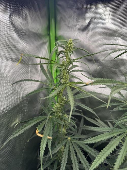 Kryptonite Summer Organic Grow. Week 9 - Light burn/Spálenina od světla