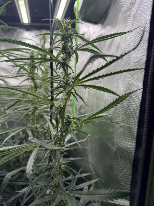 Kryptonite Summer Organic Grow. Week 9