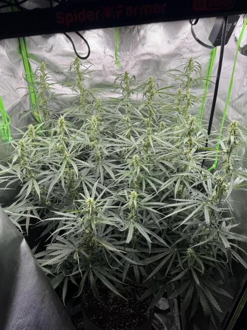 Kryptonite Summer Organic Grow. Week 9