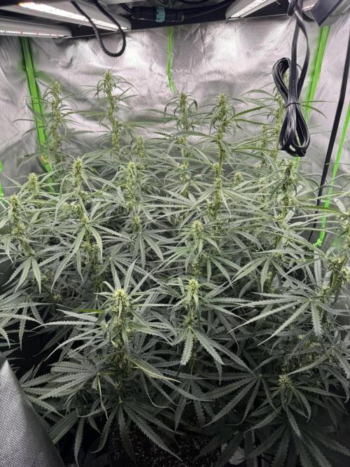 Kryptonite. Week 9