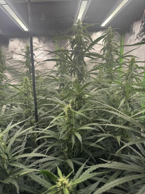 Kryptonite Summer Organic Grow. Week 10