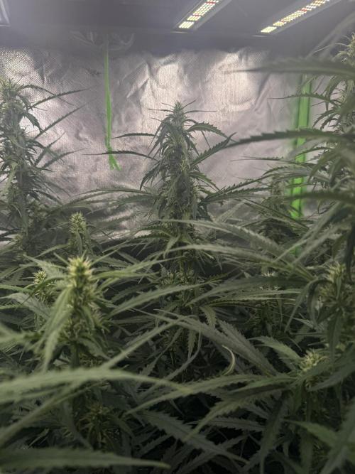 Kryptonite Summer Organic Grow. Week 10