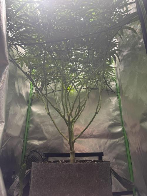 Kryptonite Summer Organic Grow. Week 10
