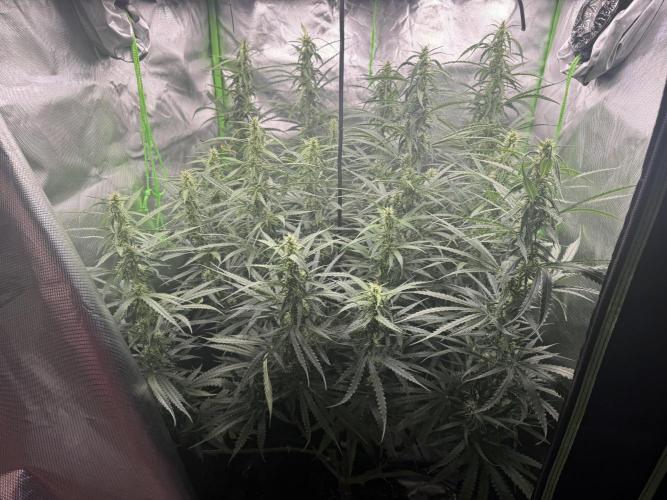 Kryptonite Summer Organic Grow. Week 10