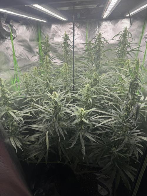 Kryptonite. Week 10