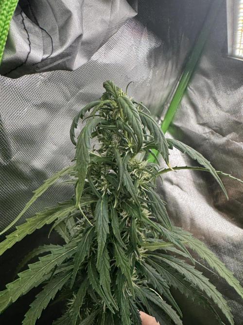 Kryptonite Summer Organic Grow. Week 11 - Vršek po spálení světlem/Top after light burn