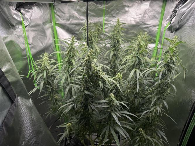Kryptonite Summer Organic Grow. Week 11