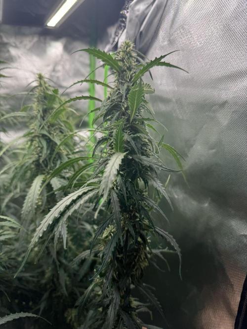 Kryptonite Summer Organic Grow. Week 11