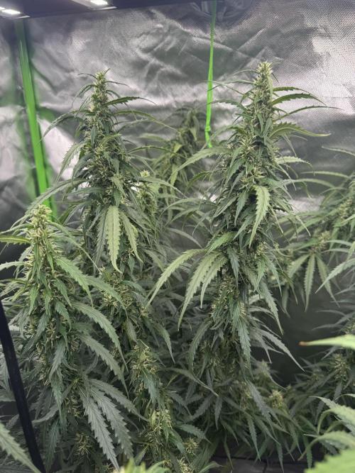 Kryptonite Summer Organic Grow. Week 11