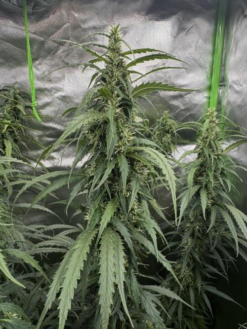 Kryptonite Summer Organic Grow. Week 11