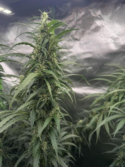 Kryptonite. Week 11