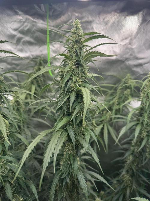 Kryptonite. Week 11