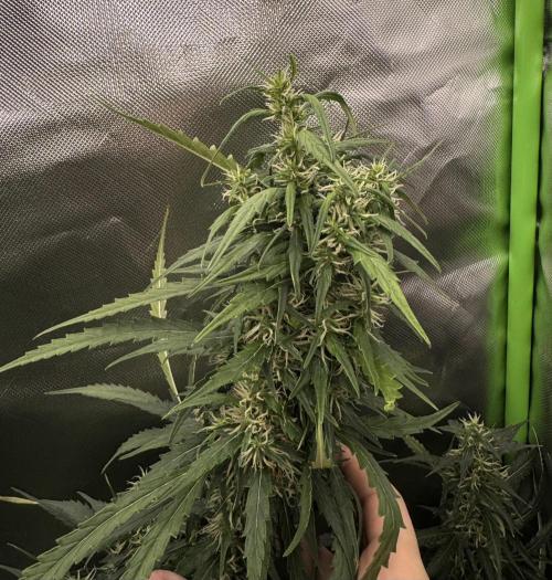 Kryptonite Summer Organic Grow. Week 12 - foxtailing