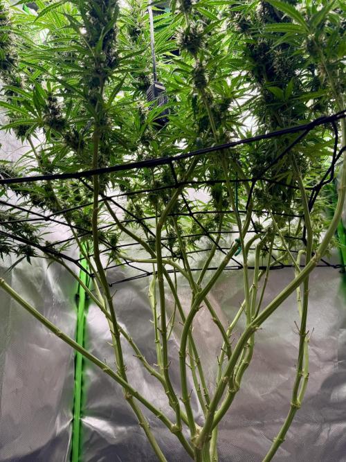 Kryptonite Summer Organic Grow. Week 12